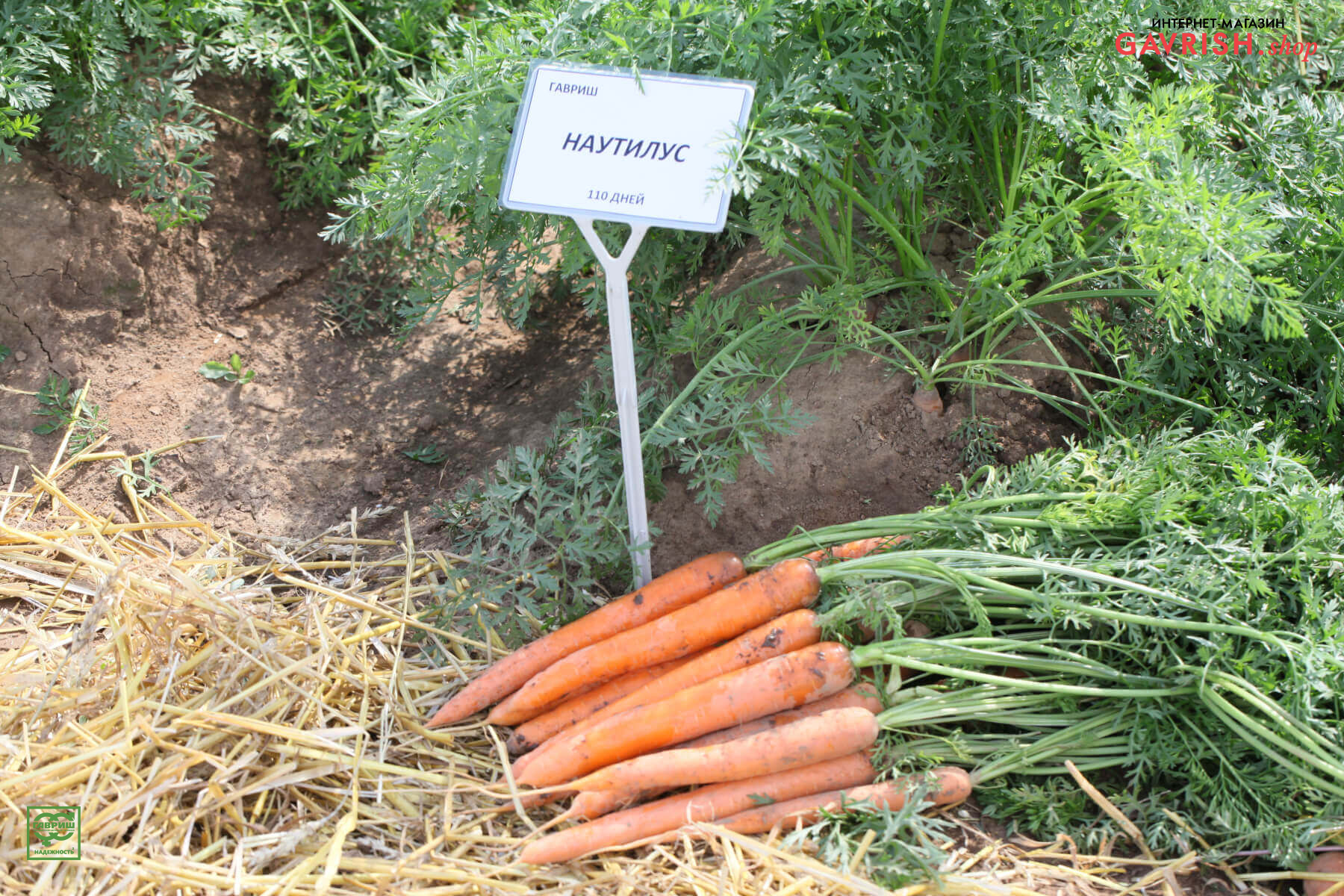 Морковь «Наутилус» из профсемян «Гавриш»