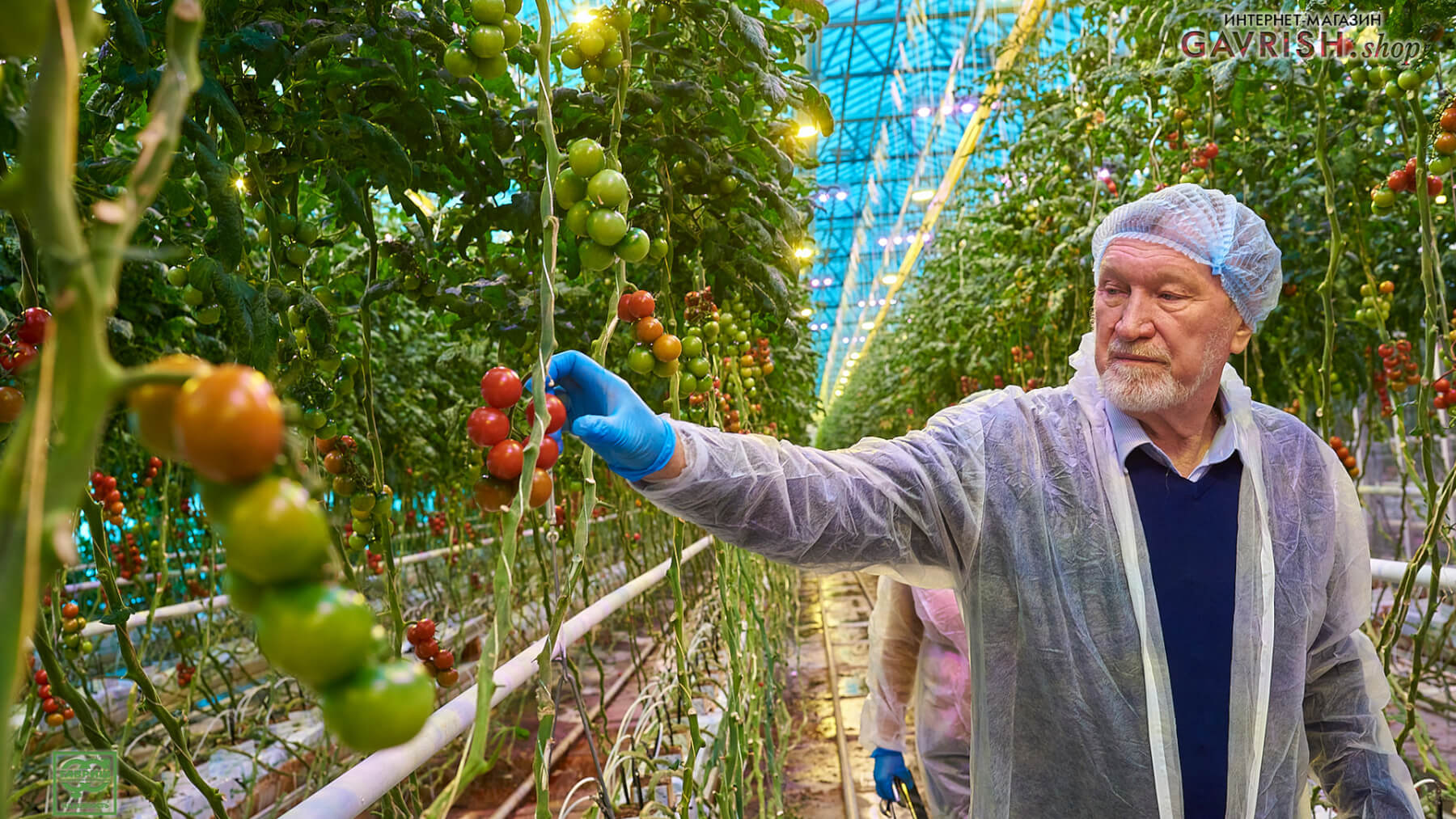 Сергей Фёдорович Гавриш осматривает растения томата