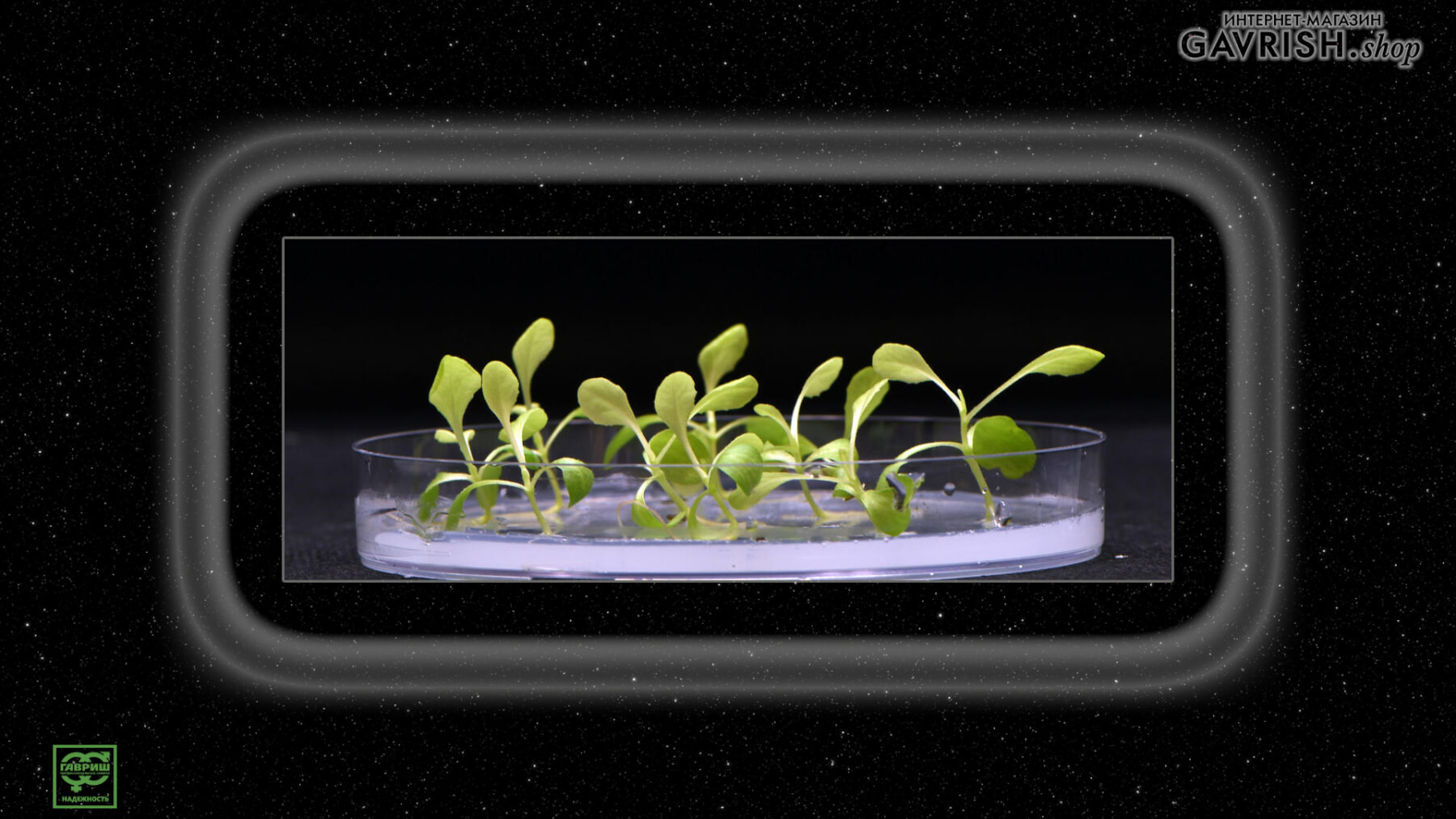 Фото: Растения растут в полной темноте на ацетатной среде, произведенной в электролизере, заменяющем биологический фотосинтез. Автор: Маркус Харланд-Данауэй/UCR