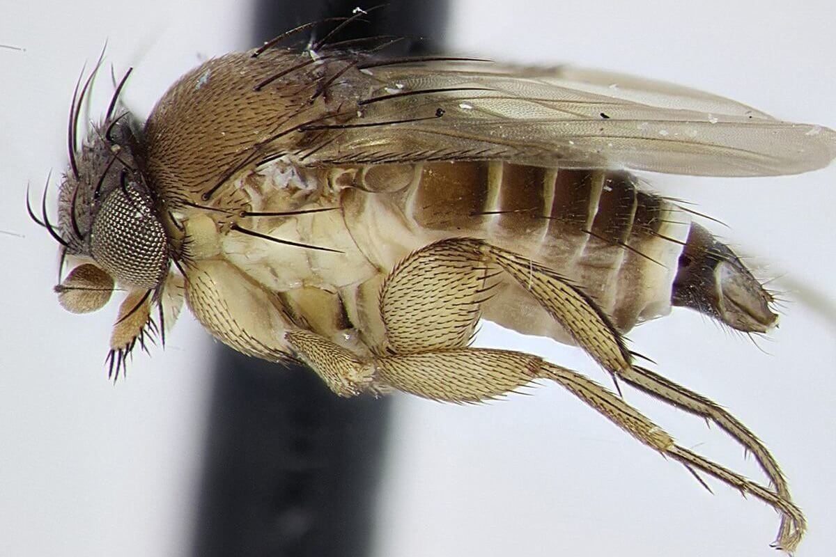 Многоядная муха-горбатка в увеличении