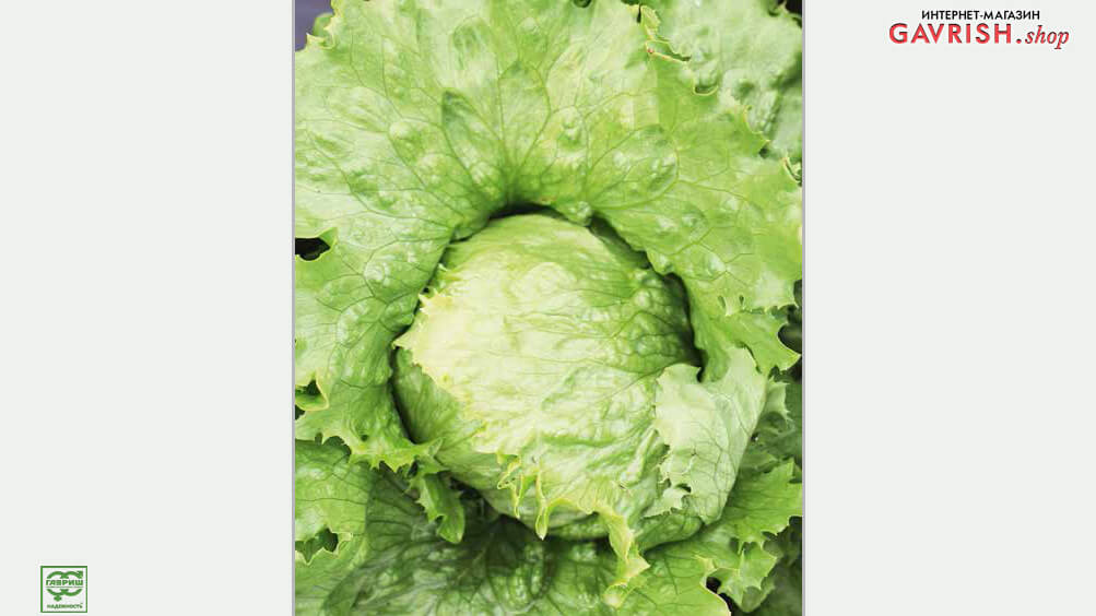 Выращивание и особенности сорта салата кочанного Айсберг: отзывы, фото, характеристика и урожайность