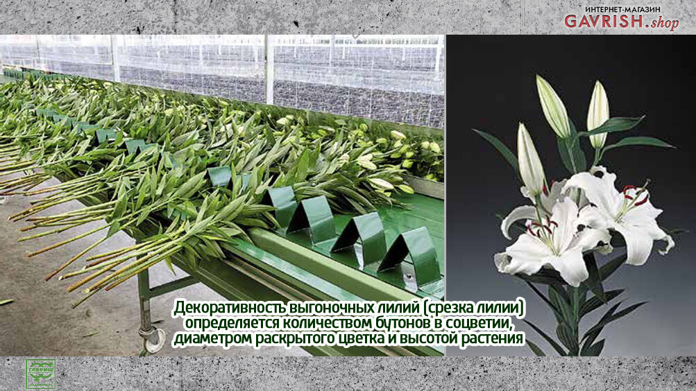Декоративность выгоночных лилий (срезка лилии) определяется количеством бутонов в соцветии, диаметром раскрытого цветка и высотой растения  
