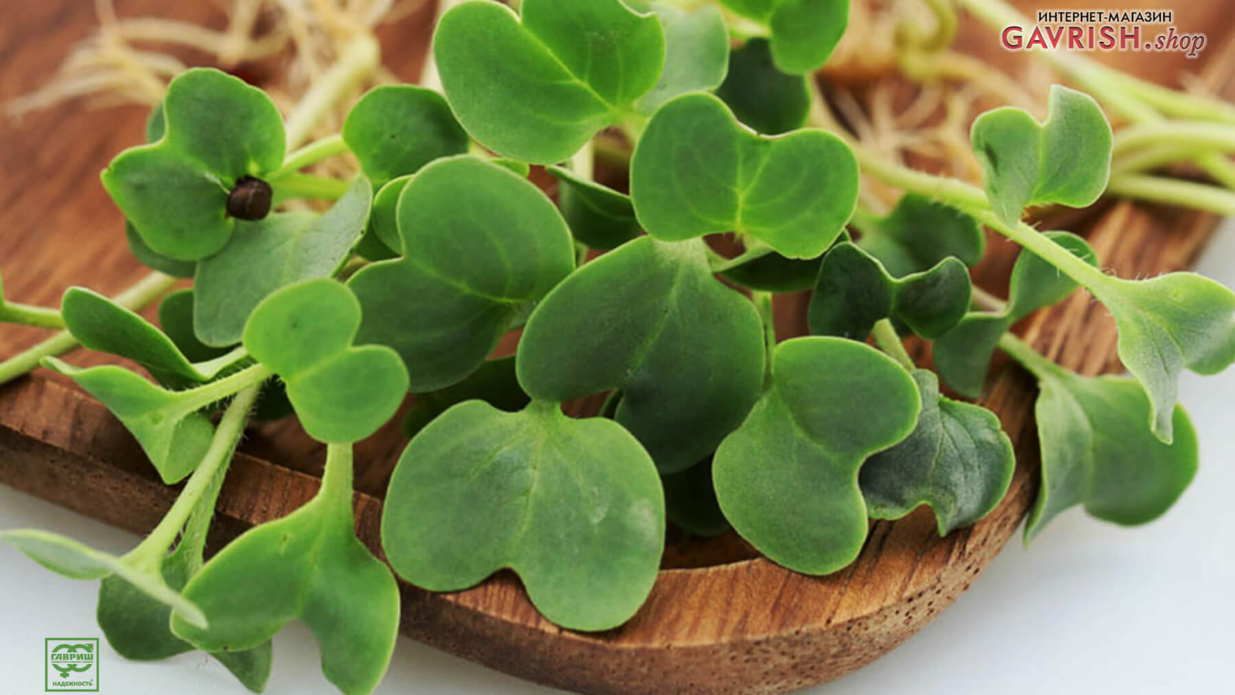 Микрозелень из специальных семян Гавриш для микрозелени Микрозелень из специальных семян Гавриш для микрозелени