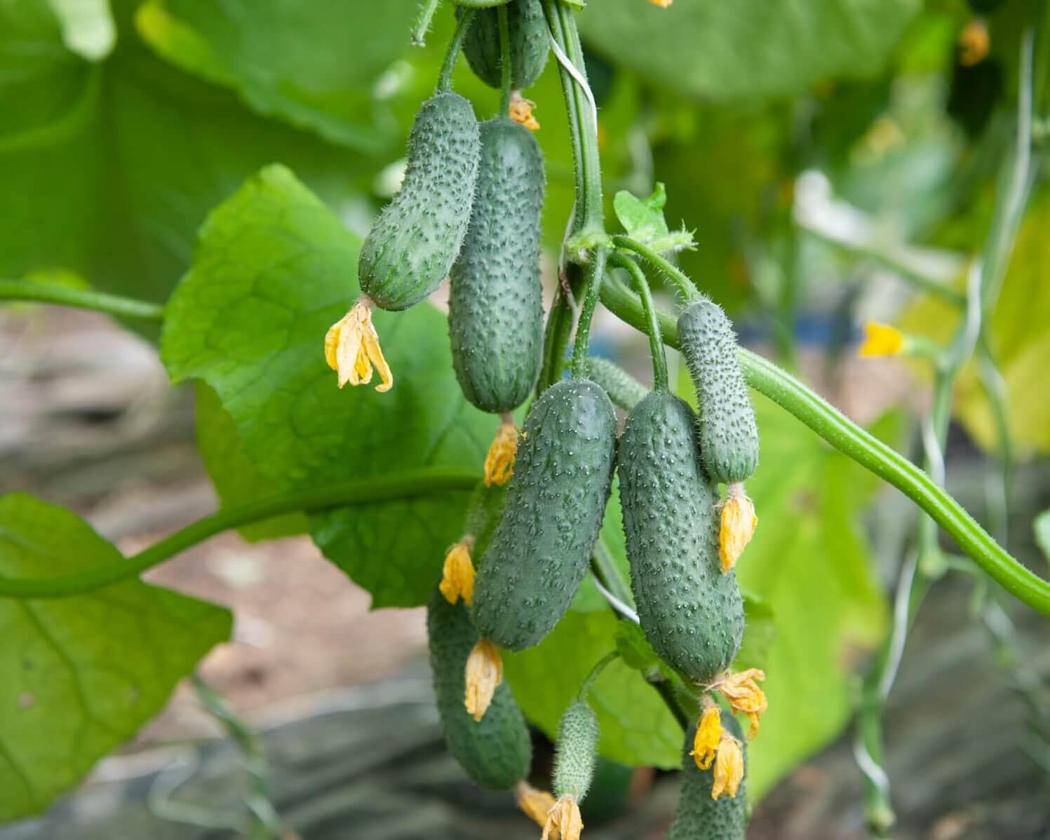 Горечь огурца можно и нужно контролировать