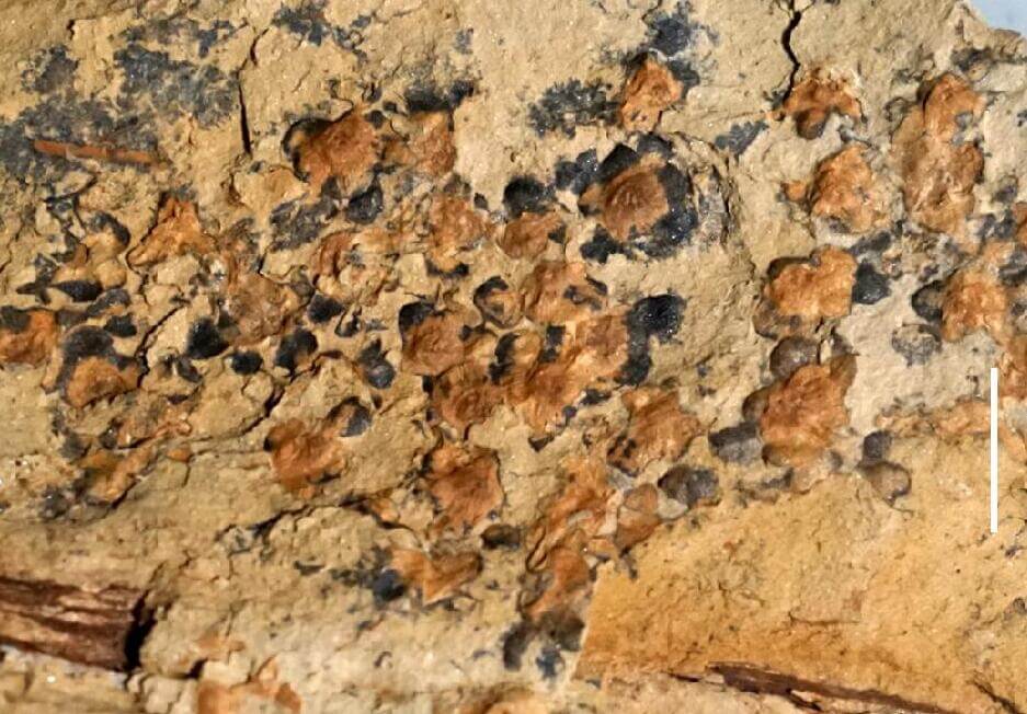 By Qiang Fu, Jose Bienvenido Diez, Mike Pole, Manuel García Ávila, Zhong-Jian Liu, Hang Chu, Yemao Hou, Pengfei Yin, Guo-Qiang Zhang, Kaihe Du, Xin Wang 