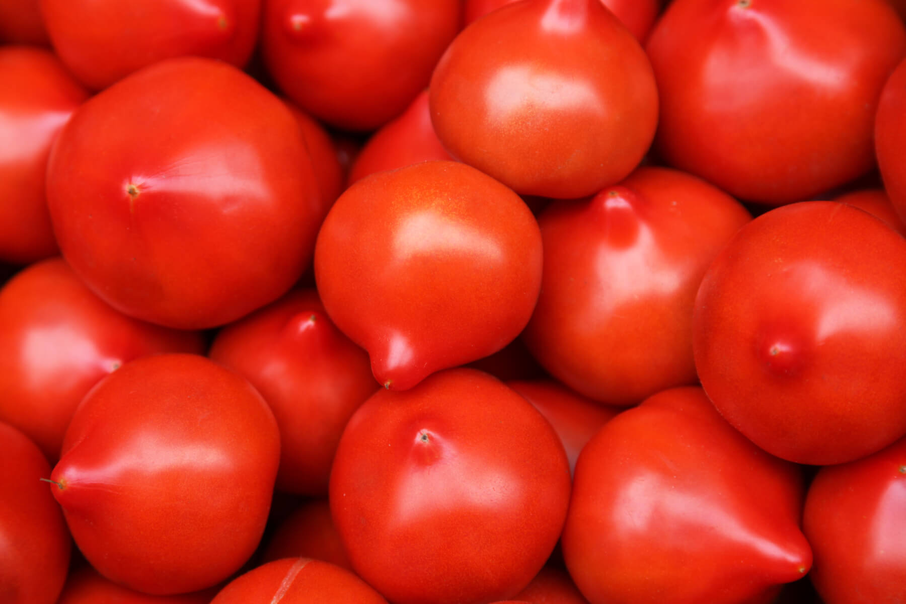 Алыча империал колоновидная. Феминизированные семена конопли. Слива командор колоновидная. Сорт помидоров мадера. Афганка автоцвет.