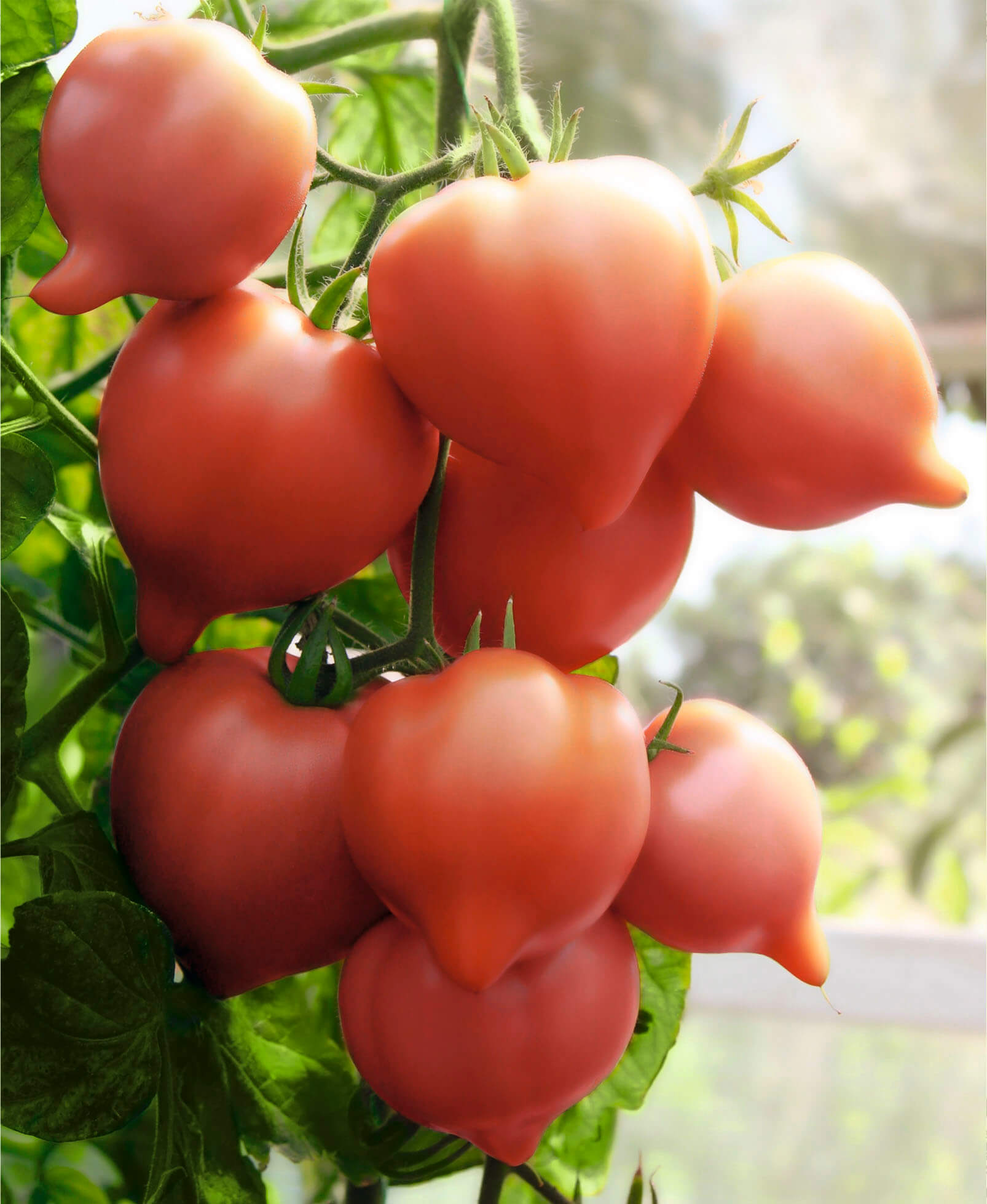 томат с носиком сорта фото отзывы