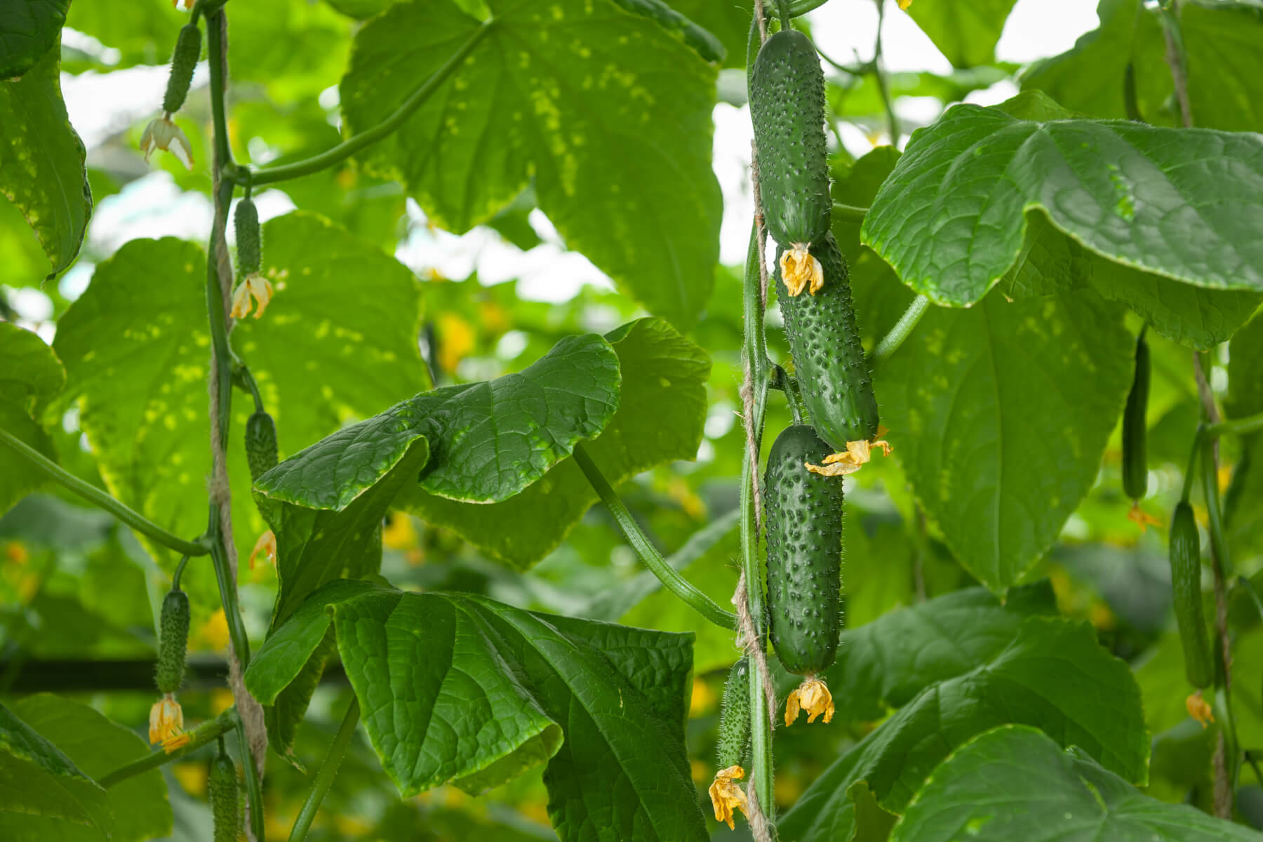 семена огурец форсаж f1. огурец колибри f1. проф огурцов. огурцы партенокарпические гавриш. огурец красавчик хикмет.