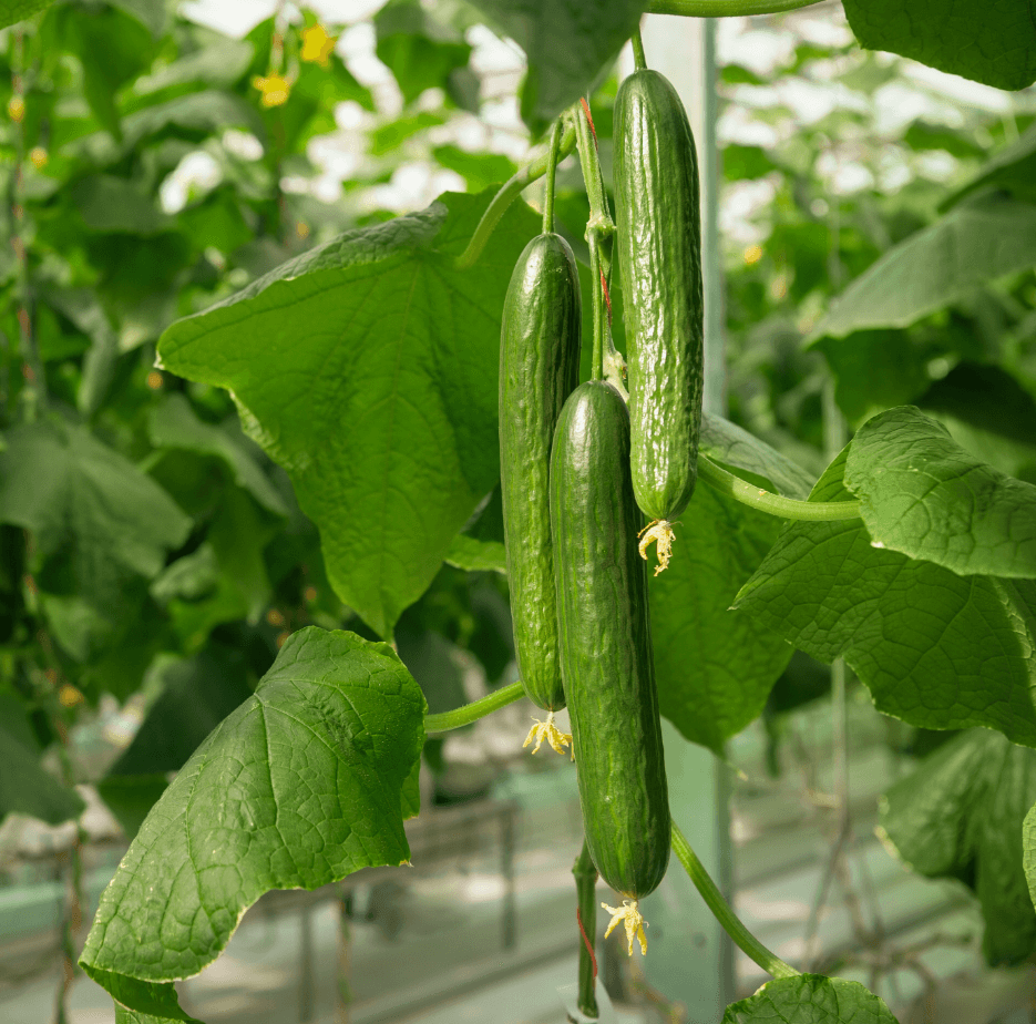 бутуз f1 огурцы. семена огурца профессиональные. Seminis семена german f 1. семена огурца профессиональные. семена огурца профессиональные.