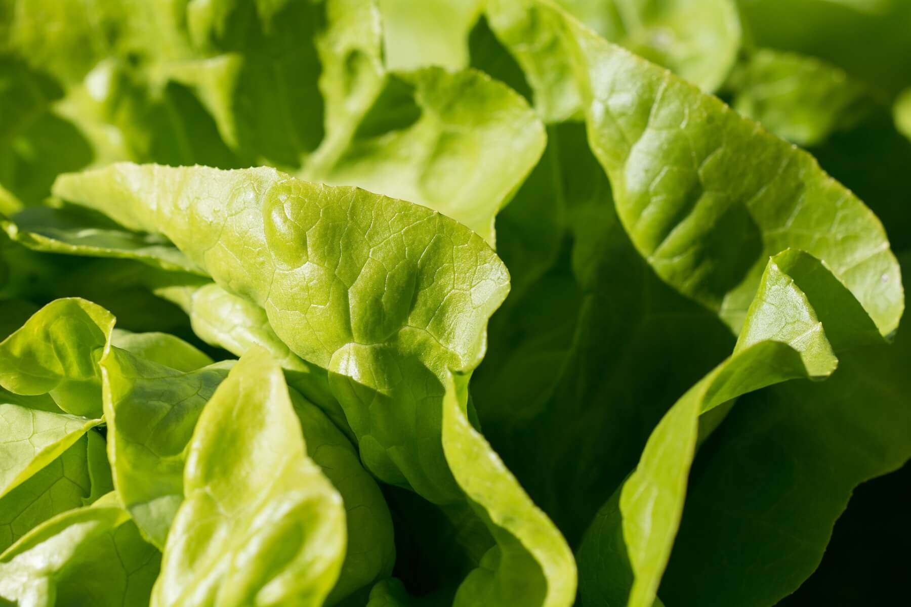 Выращивание листового салата