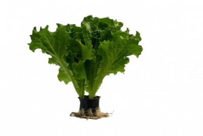 Борей