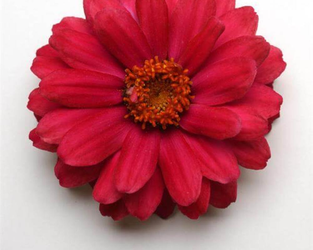 Цинния мариланд. Дабл Захара Черри