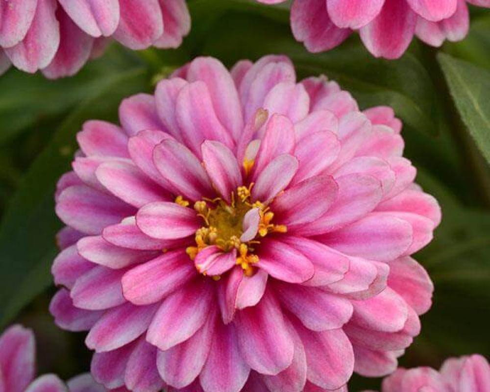 Цинния мариланд. Дабл Захара Распберри Рипл