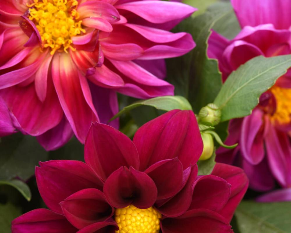 Георгина гибрид. Фигаро Виолет Шейдз