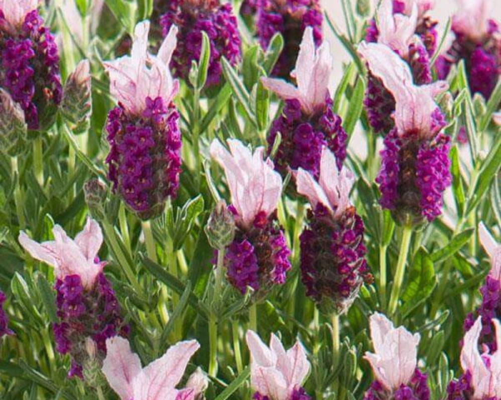 Лаванда стэхадская (Lavandula stoechas) Bandera Pink