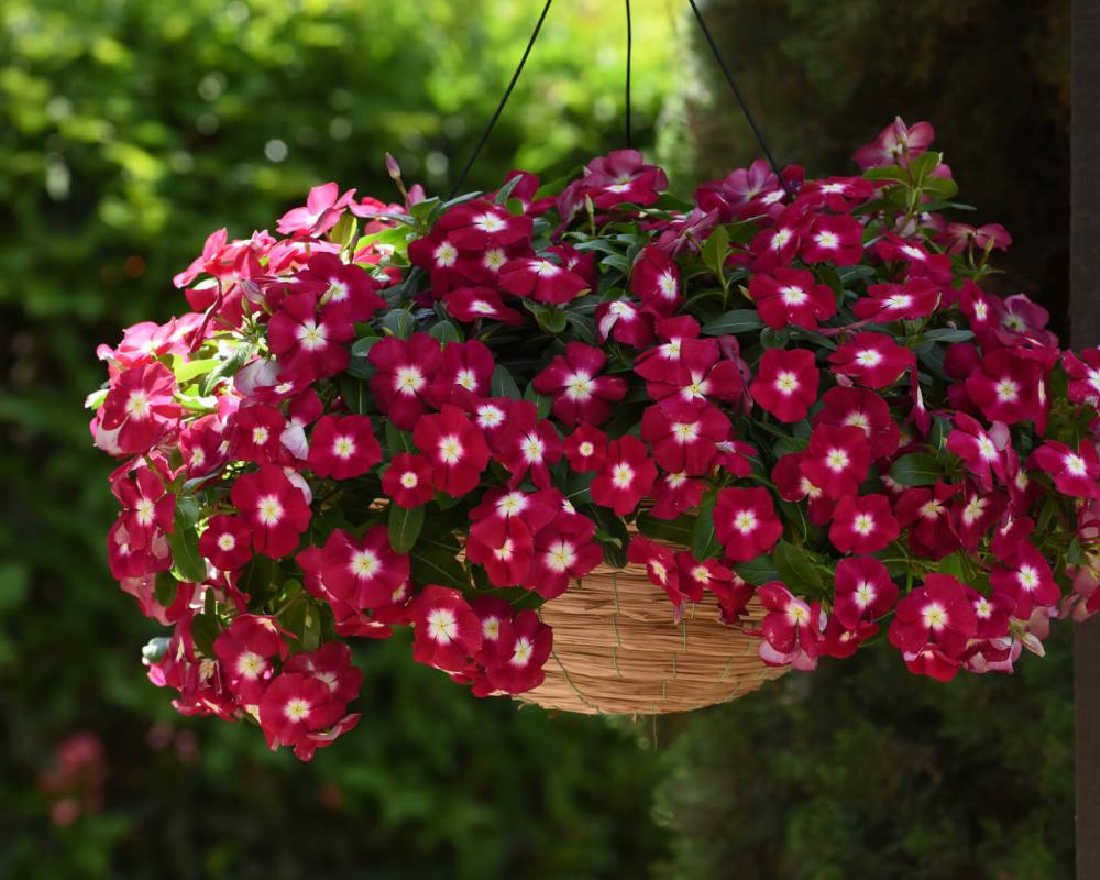 Катарантус Медитеранен ХР Бургунди Гало