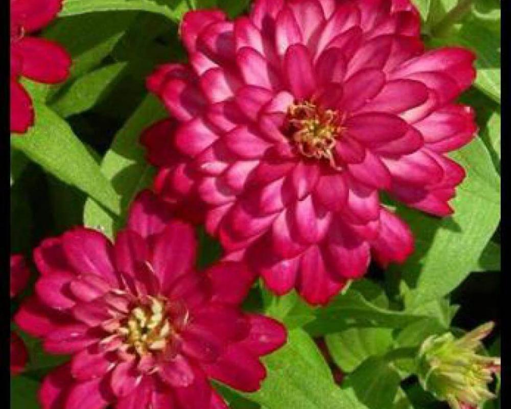 Цинния мариланд. Дабл Захара Черри