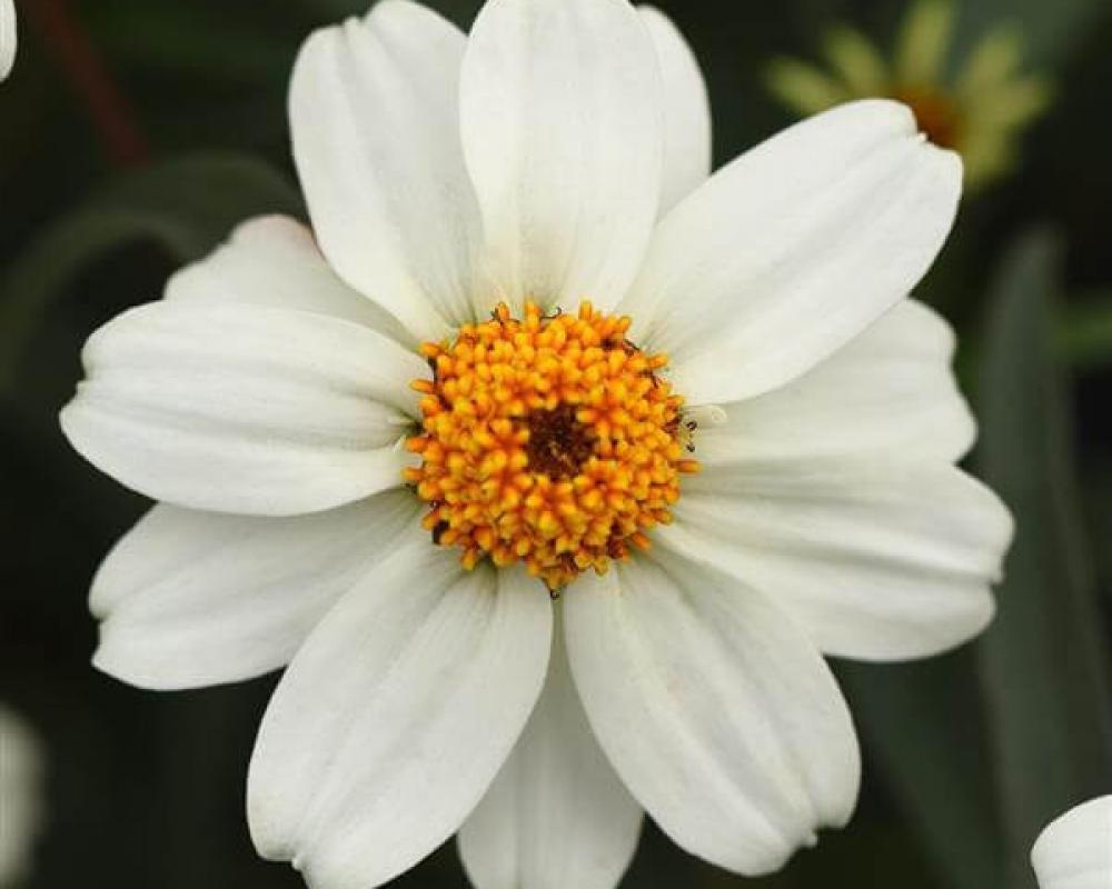 Цинния Стар Уайт