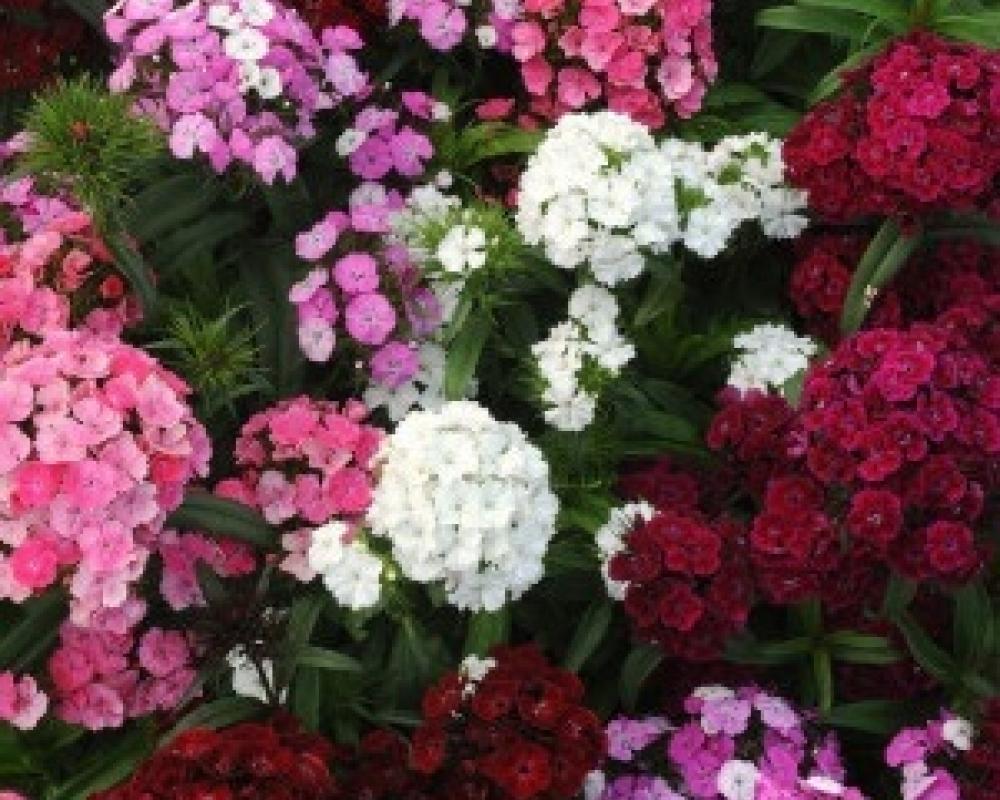 Гвоздика Идеал Селект МИКС