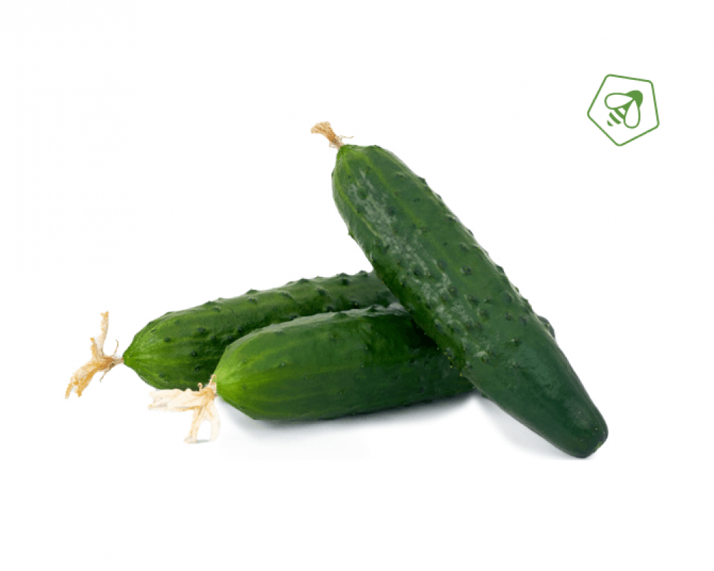 Кулибин F1