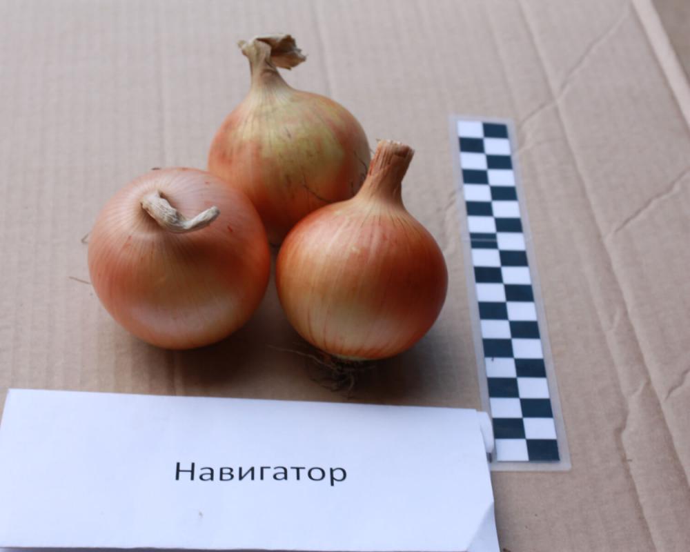 Навигатор