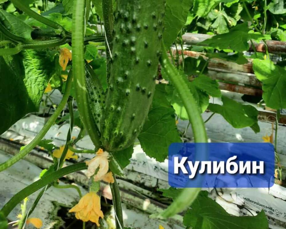 Кулибин F1