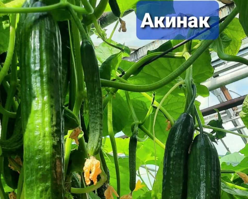 Акинак F1