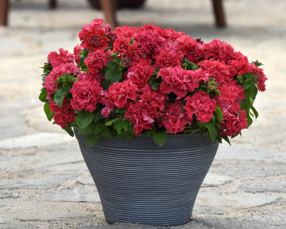 Петуния крупноцвет махр. Валентина F1