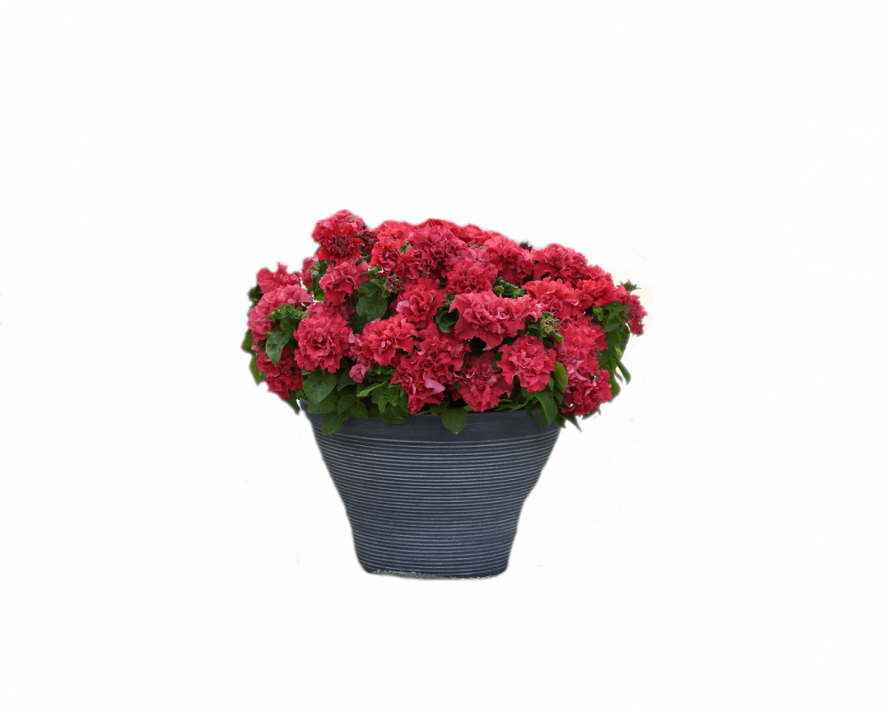 Петуния крупноцвет махр. Валентина F1