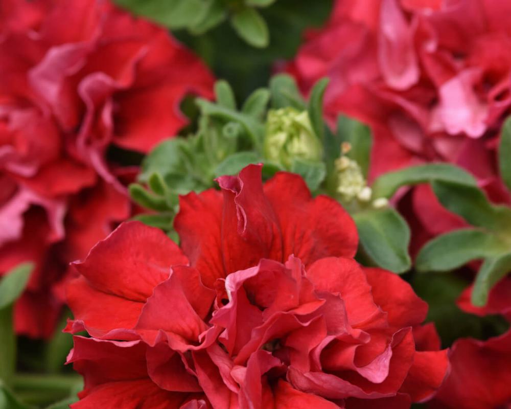 Петуния крупноцвет махр. Валентина F1