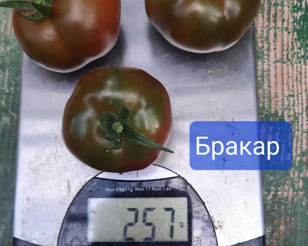 Бракар F1