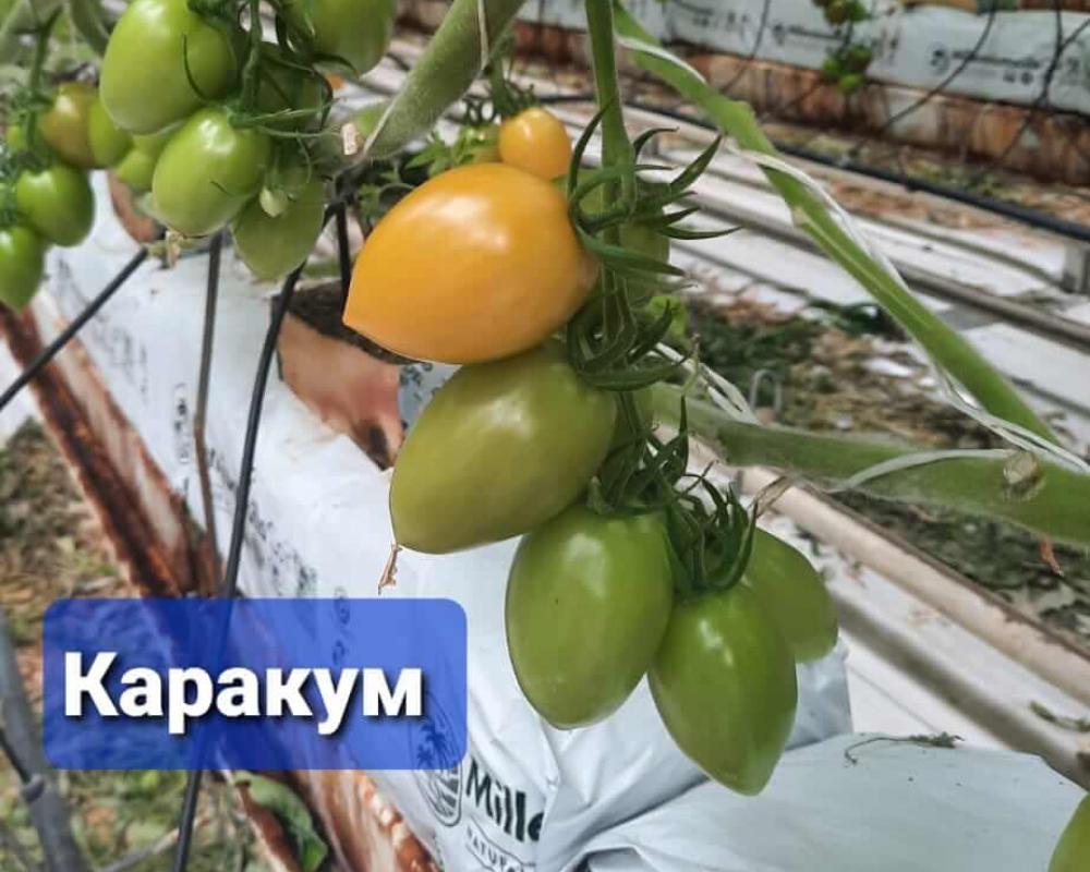 Каракум F1