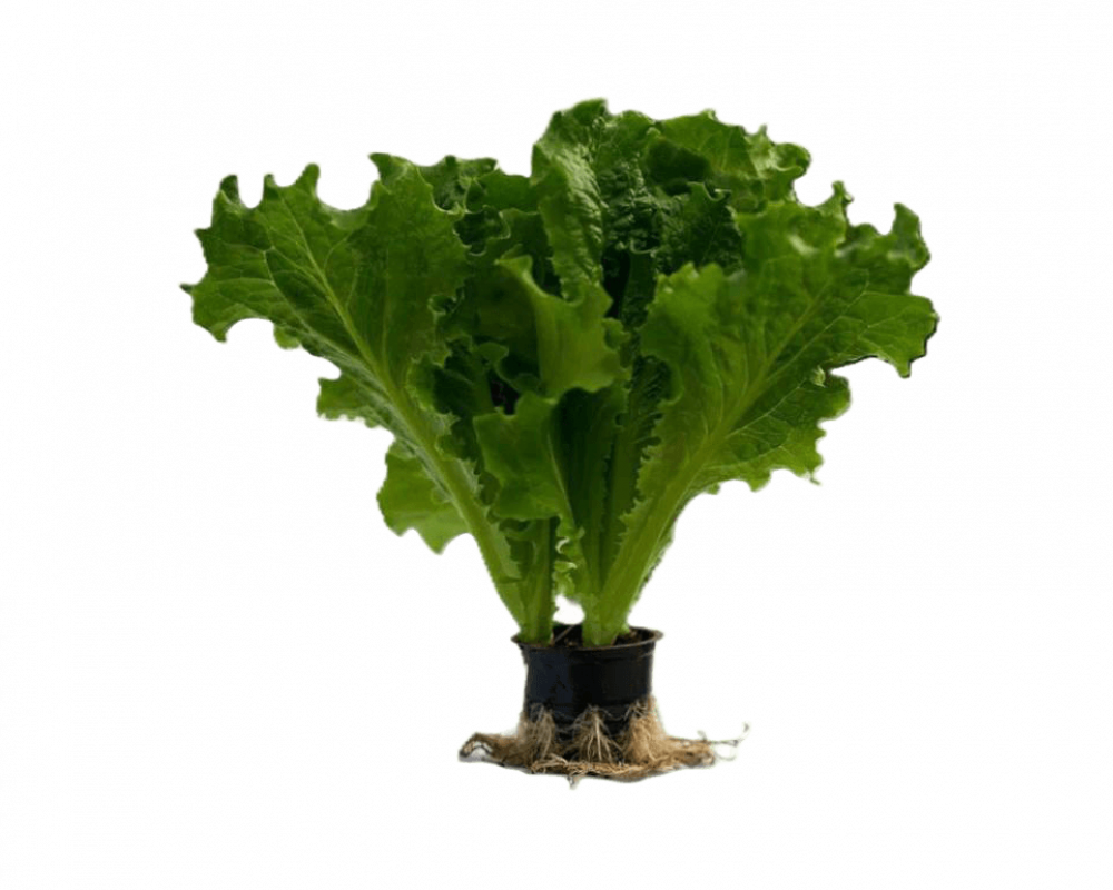 Борей