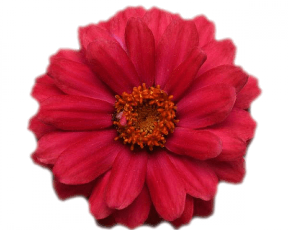 Цинния мариланд. Дабл Захара Черри