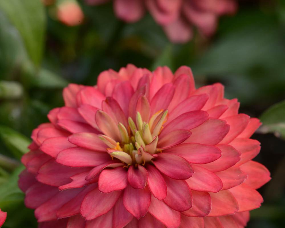 Цинния мариланд. Дабл Захара Салмон