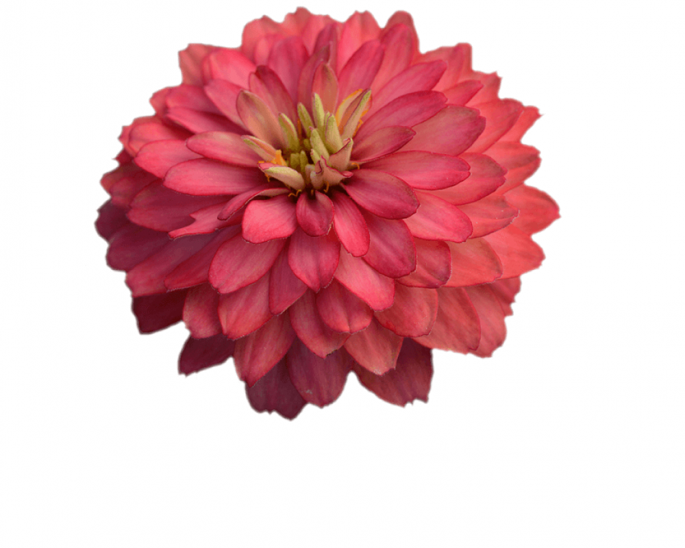 Цинния мариланд. Дабл Захара Салмон