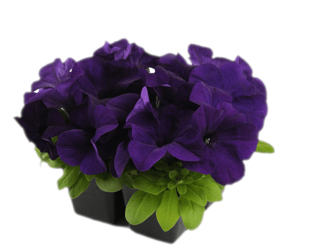 Петуния крупноцвет. низкая Эз Райде Блу F1