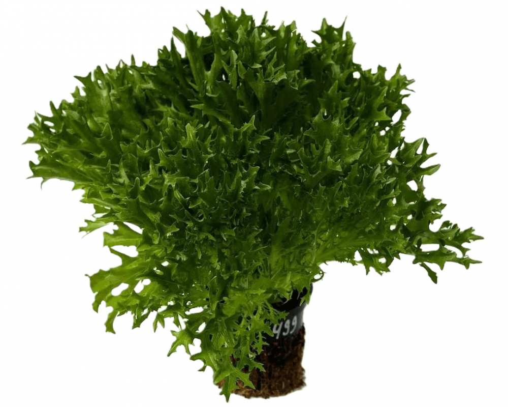 Каскад