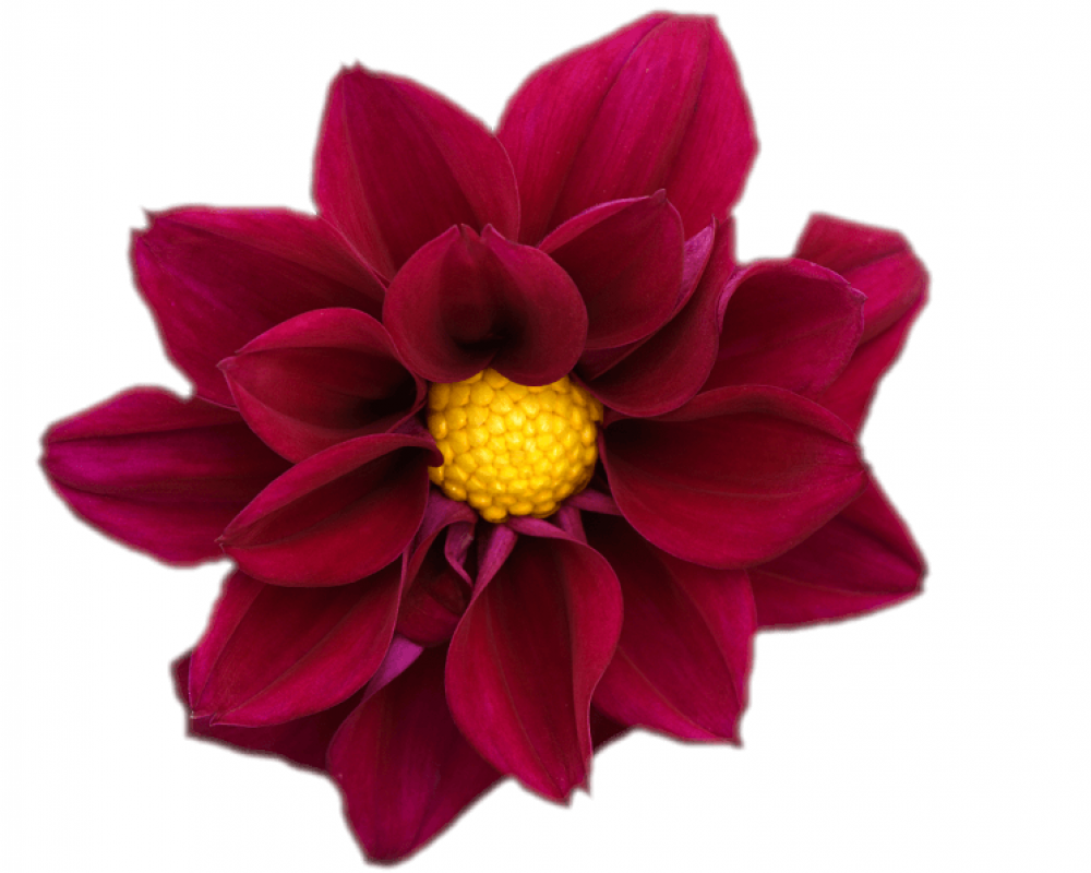 Георгина гибрид. Фигаро Виолет Шейдз