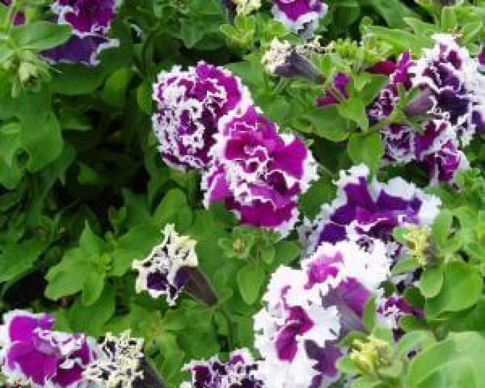 Петуния крупноцвет. махр. Пируэт Пепл F1