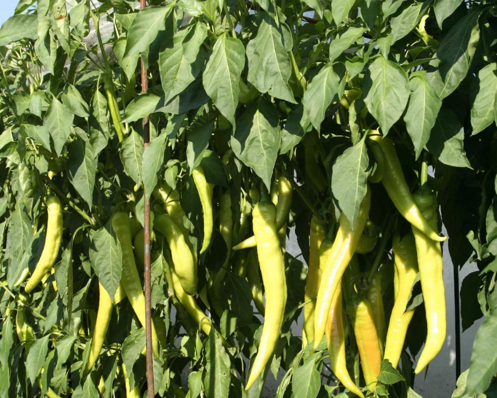 Мата Хари F1