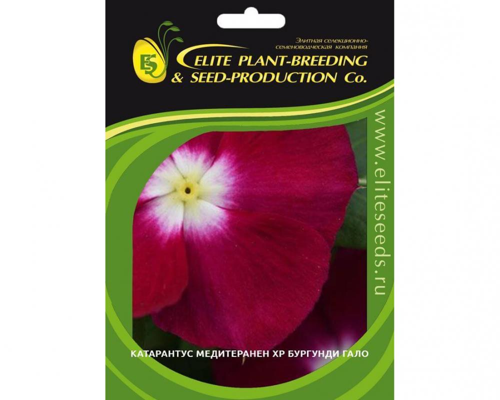 Катарантус Медитеранен ХР Бургунди Гало